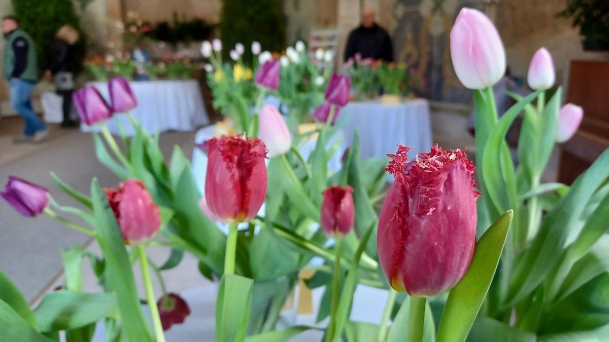 Zámek Buchlovice vystavuje padesát druhů a forem tulipánů
